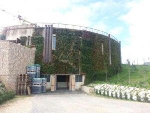 cantina green di Salcheto