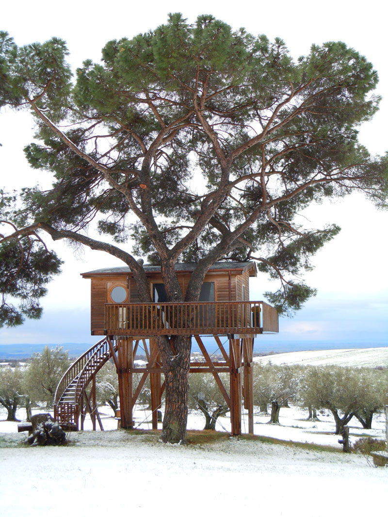 Casa sull'albero con pino marittimo