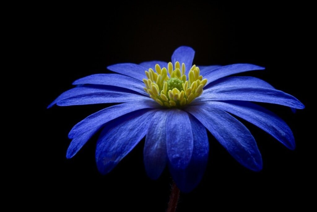 colore blu