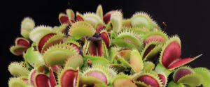 Piante Carnivore