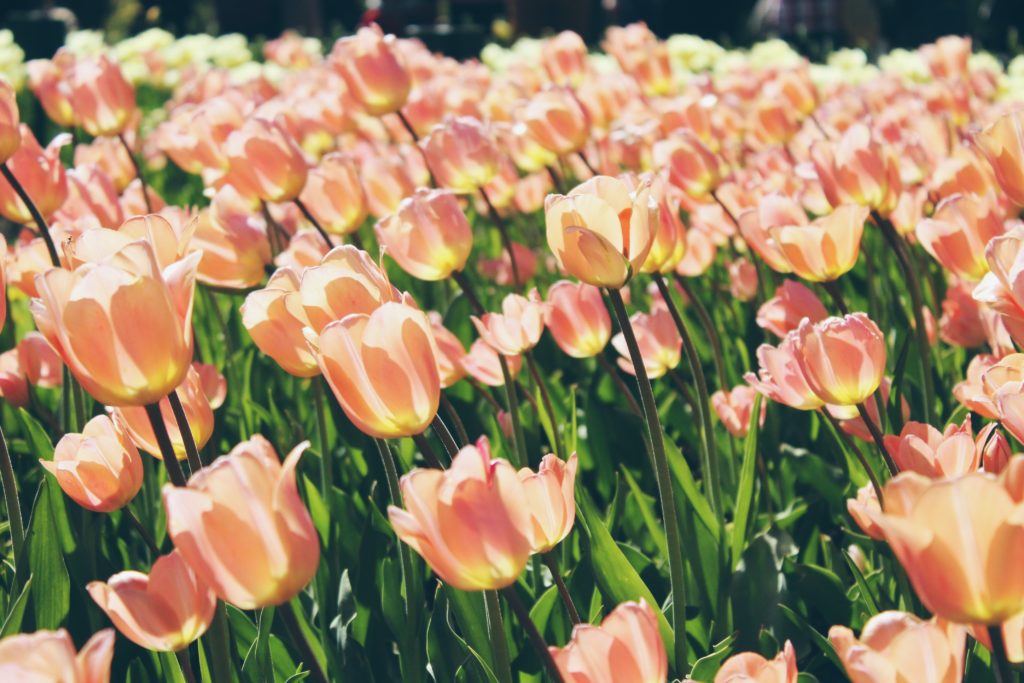 Tulipano