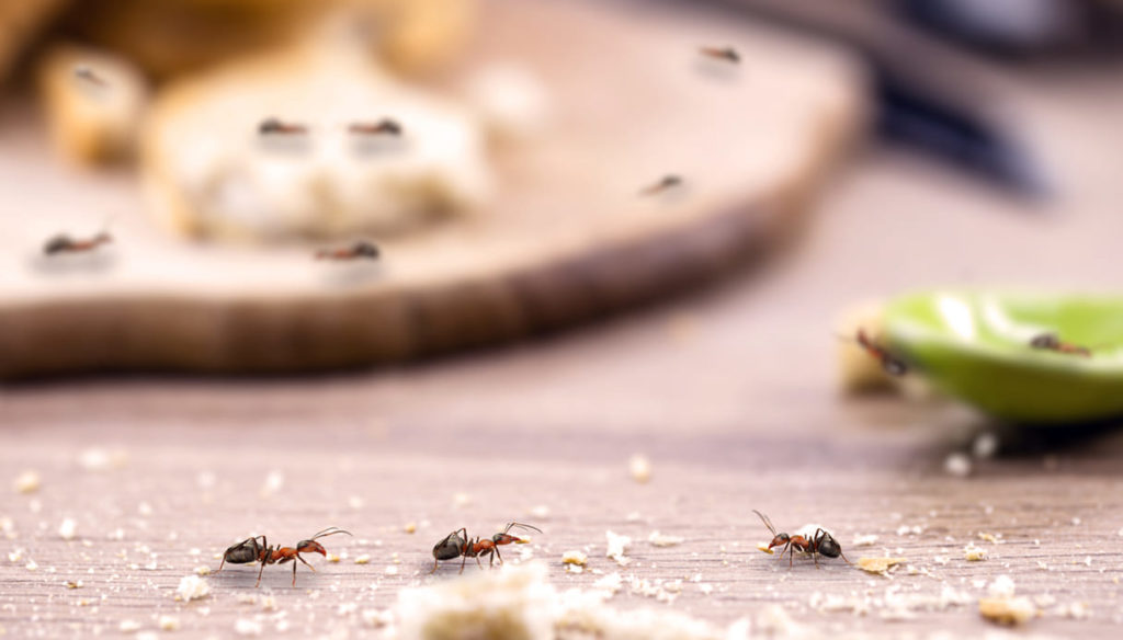 insetti in casa formiche