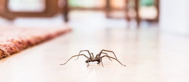 insetti in casa