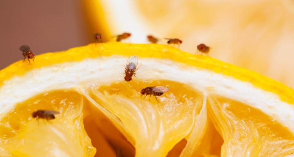 moscerini frutta