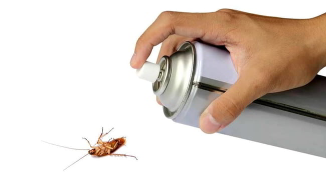 scarafaggi in casa