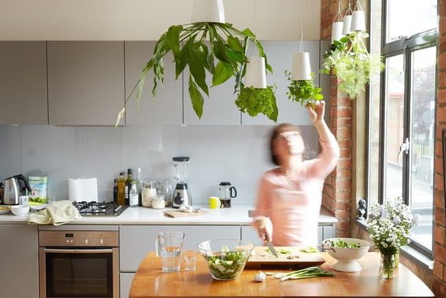 pianta rampicante cucina