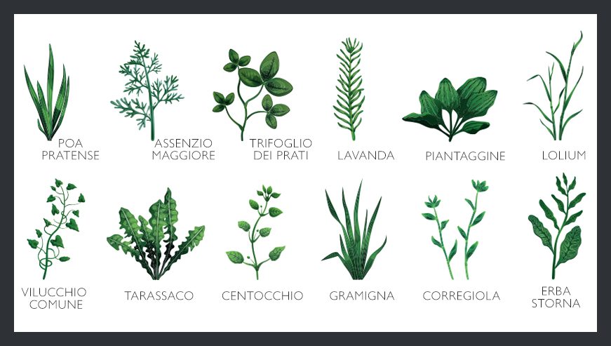 erbe e piante infestanti