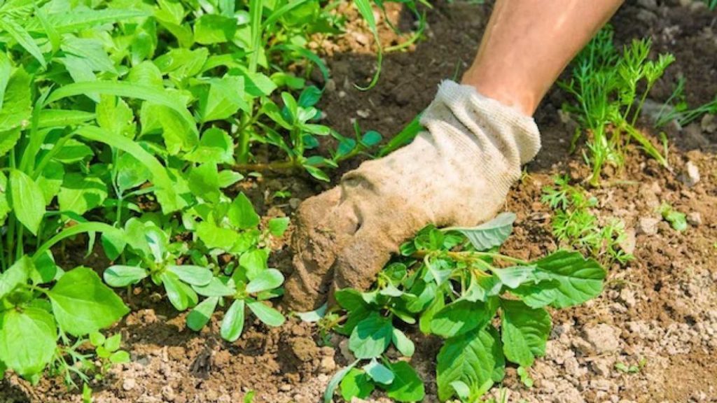 piante e erbe infestanti