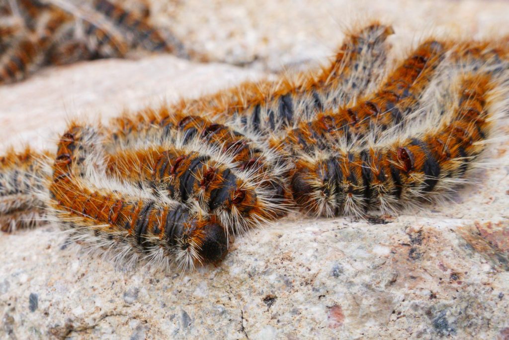 procesionaria