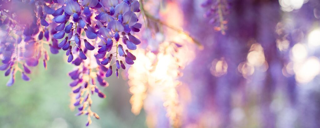 colore glicine