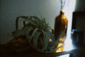 tillandsia pianta