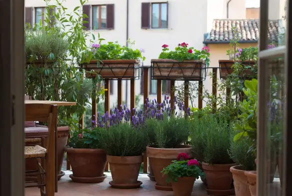 Fioriere a ringhiera con lavanda e gerani su balcone Balcone con fioriere sospese alla ringhiera e numerosi vasi in terracotta con lavanda e gerani