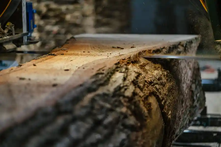 Lavorazione legno di rovere in segheria Kleniewski Tartak Taglio di un tronco di legno di rovere in segheria durante la lavorazione