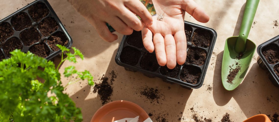 Gardening,,Planting,At,Home.,Man,Sowing,Seeds,In,Germination,Box