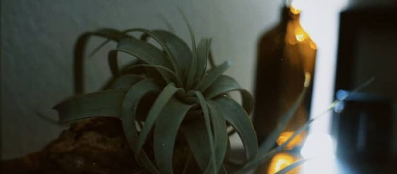 tillandsia pianta
