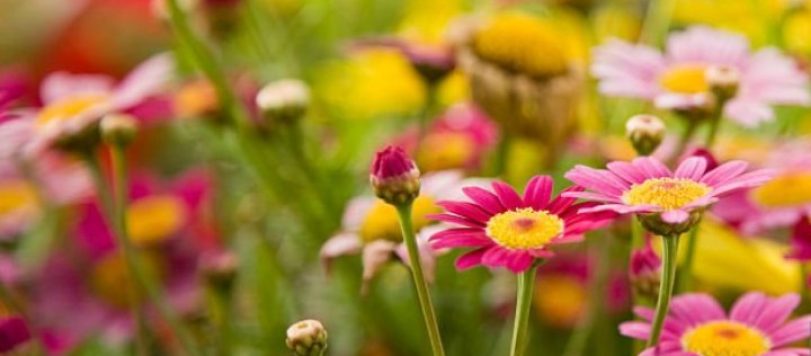 Fiori primaverili