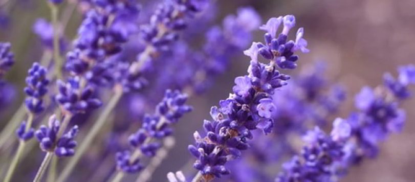 Color lavanda
