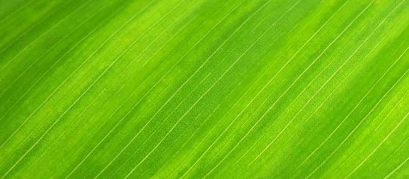 Colore Verde