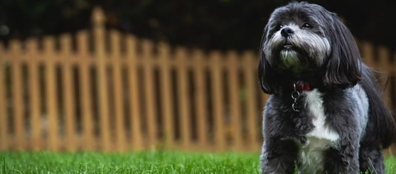 dog-g811a0557a_640
