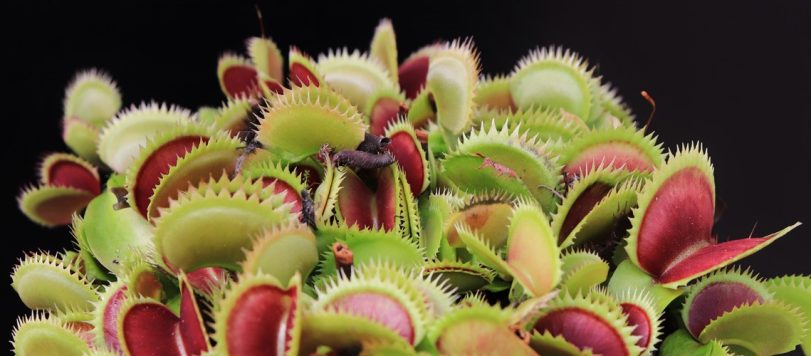 Piante Carnivore