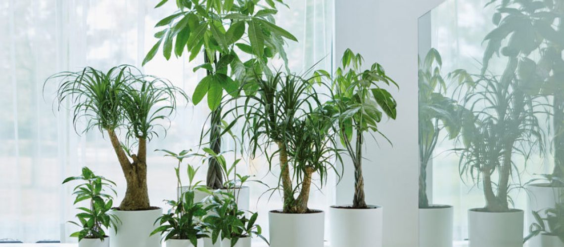 piante da ufficio