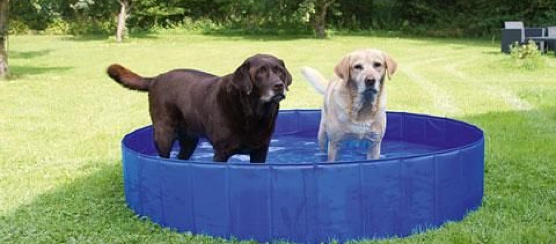 Piscine per cani