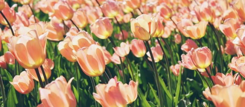 Tulipano
